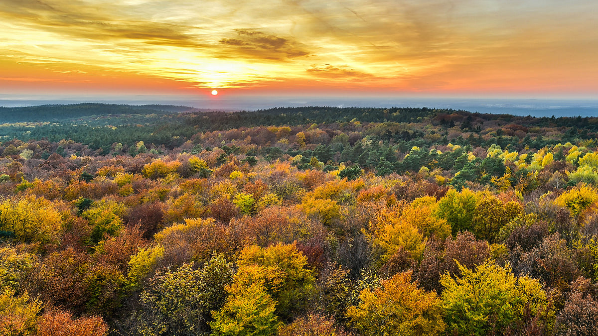  This photo shows an autumnally
coloured birch forest as the sun sets at the Rauen Hills
in Rauen, eastern Germany. (Photo: AP)