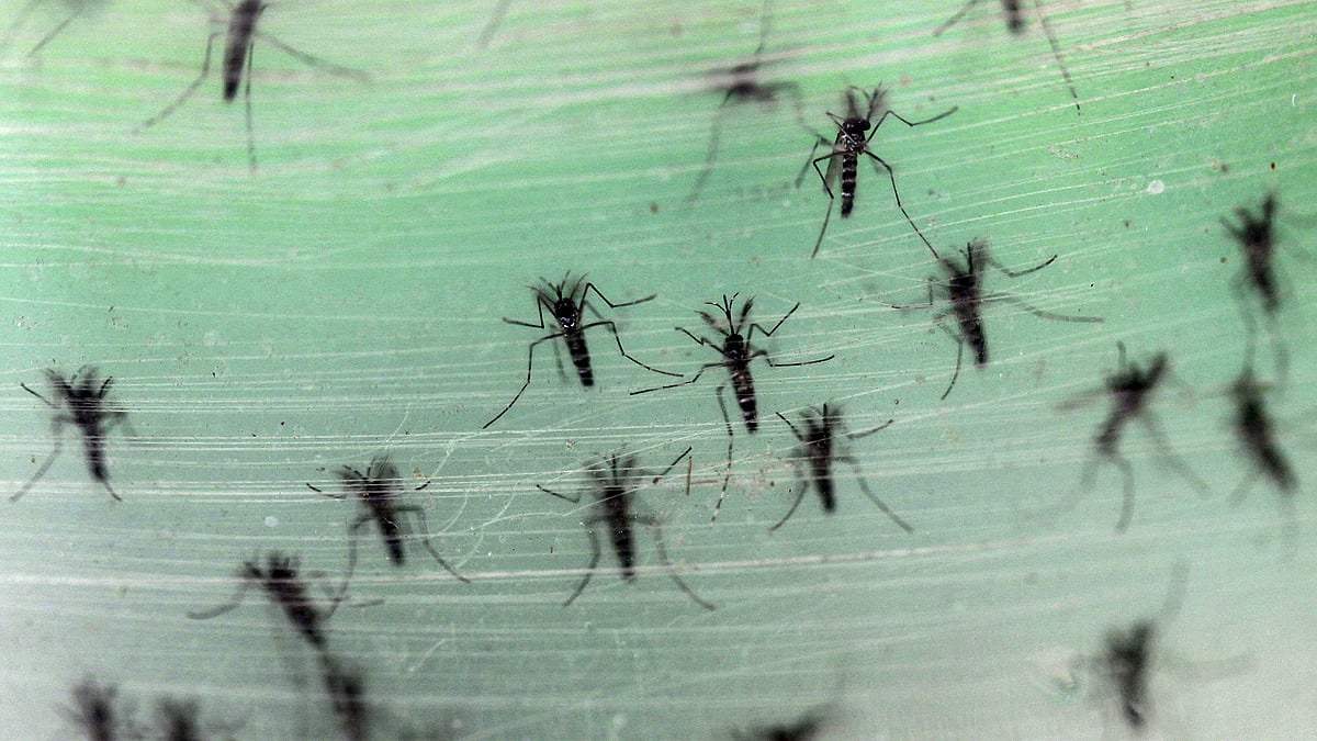 Infected male Aedes albopictus mosquitoes cultured in a lab in China which is expected to reduce the dengue cases. (Photo: Reuters)