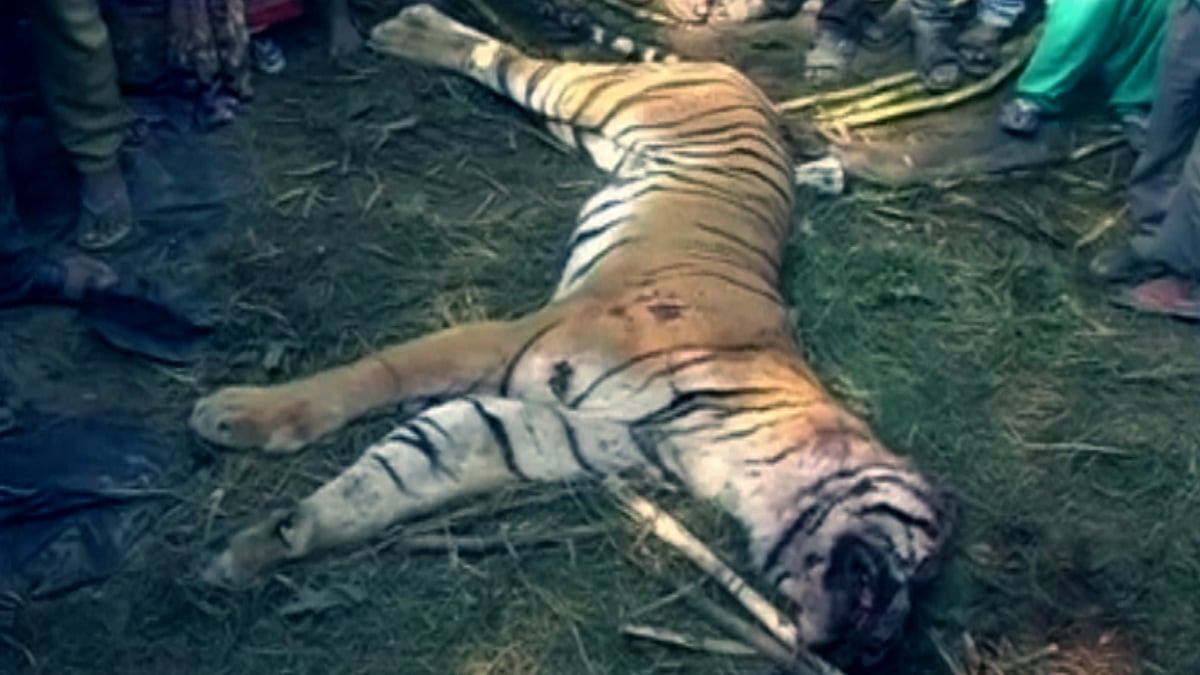 A tiger was beaten to death by villagers in UP’s Bijnor district after it entered a poultry farm and attacked two men. (Photo: ANI screengrab) 