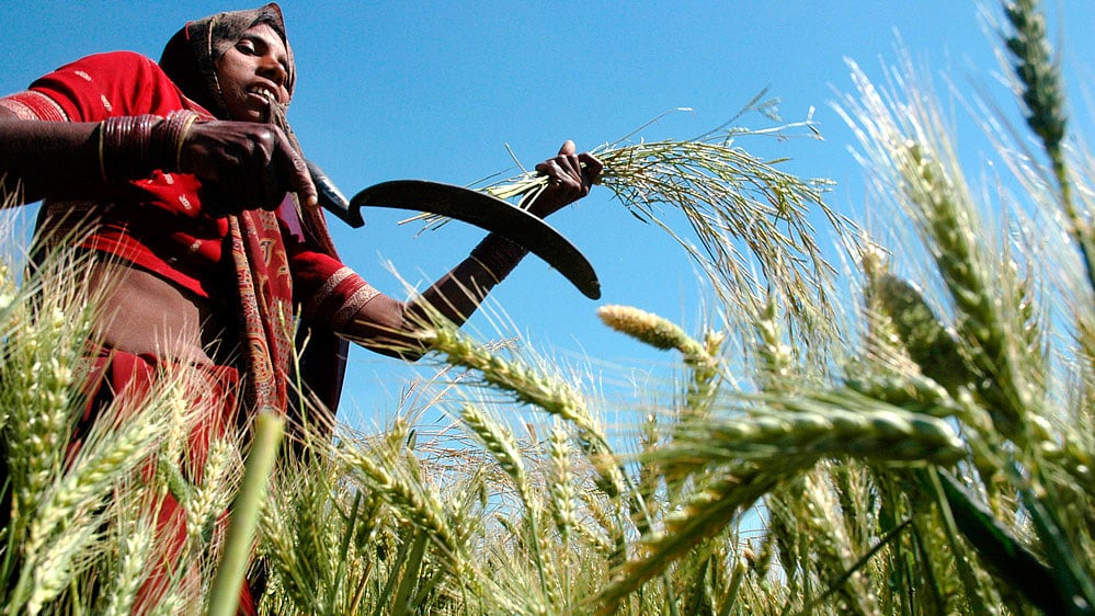 A farmer harvests mustard crop in her field. (File Photo: Reuters)