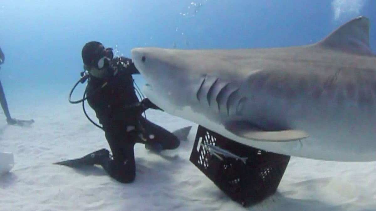 Eli Martinez from Texas has taught a deadly predator to perform a stunning shark spin. (Photo: AP screengrab)