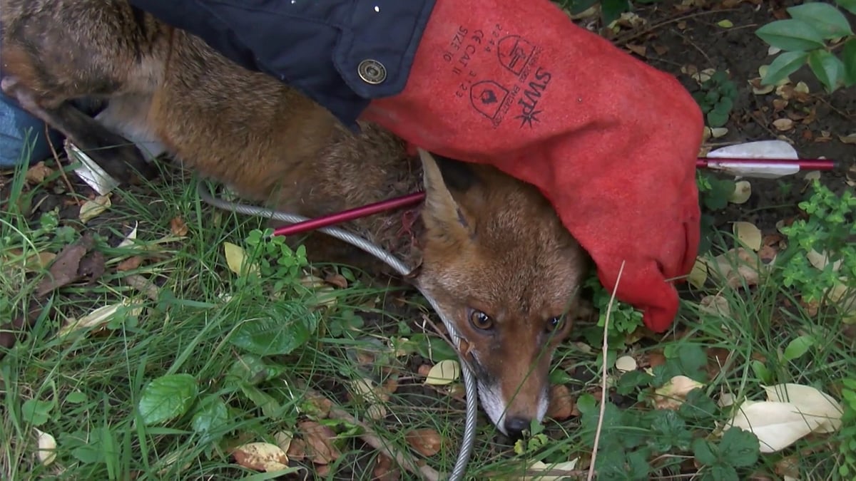 The impaled fox with an arrow through its neck, rescued near Greater London. (Photo: AP/Caters News screengrab)