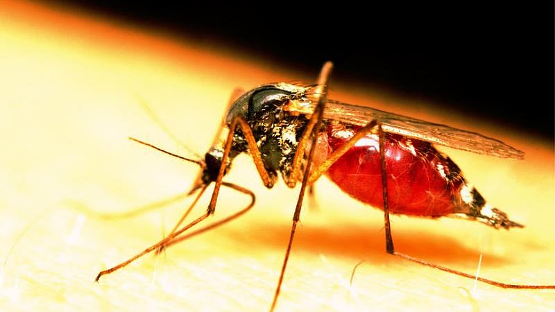 Dengue is a vector borne disease caused by a family of viruses that are transmitted by the Aedes aegypti mosquito. 
