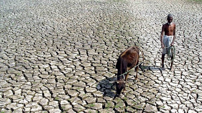 A farmer walks with his cow through a parched field. Archival image used for representational purposes.