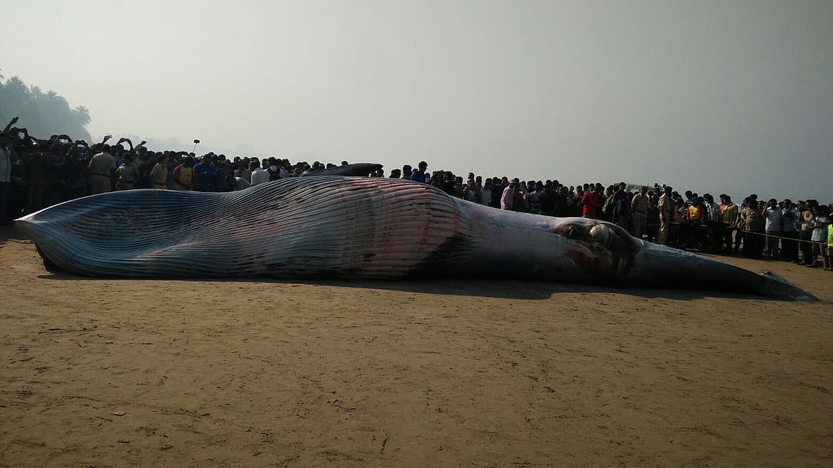 The 30-foot-long Bryde’s whale washed ashore at the popular Juhu beach in Mumbai. (Photo: <b>The Quint</b>)