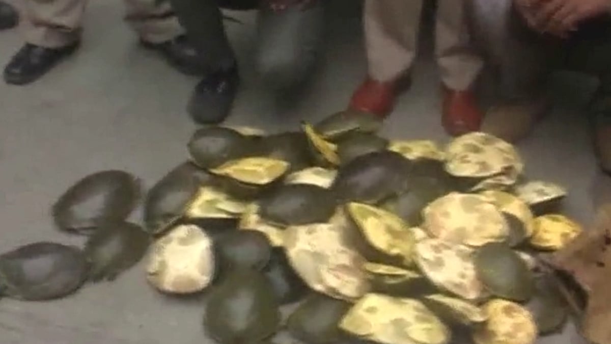 Over 200 turtles were rescued in Uttarakhand on Sunday. (Photo: ANI screengrab)