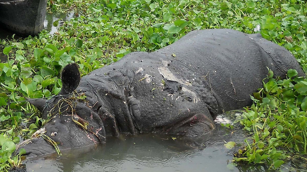 The carcass of a rhinoceros that was killed by poachers in the Bagori Range of Kaziranga National Park, Assam on 4 September, 2015. (Photo: IANS)