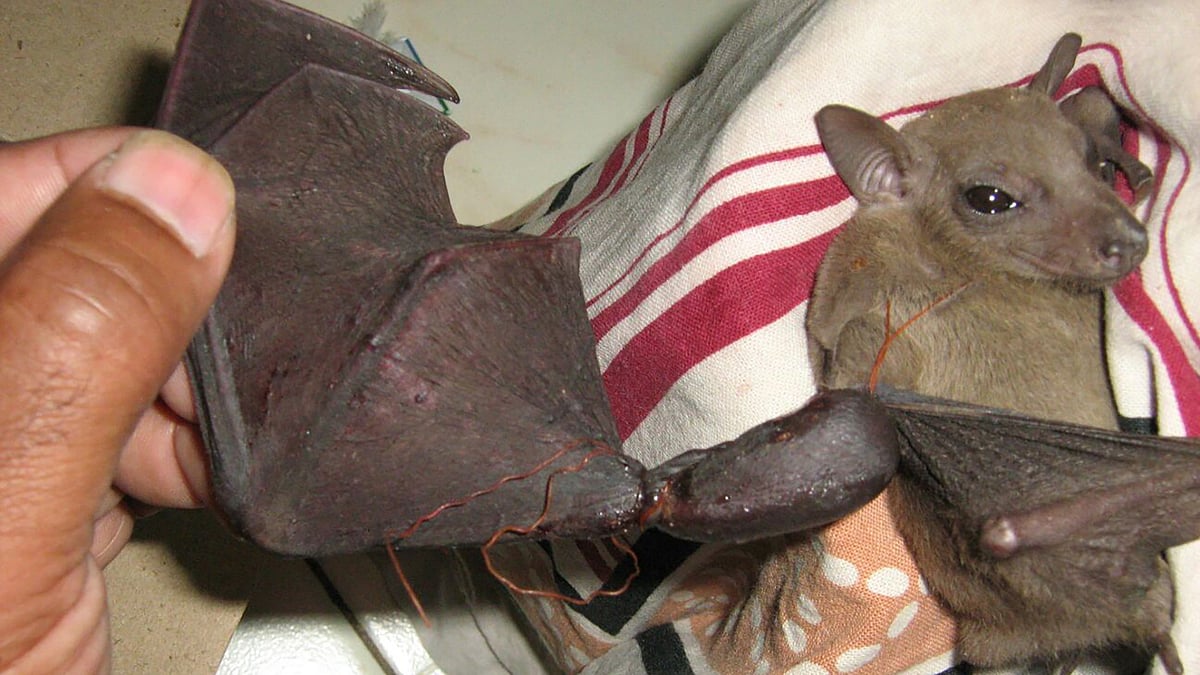 An injured bat. (Photo: Shekhar Gaikwad/The Quint)