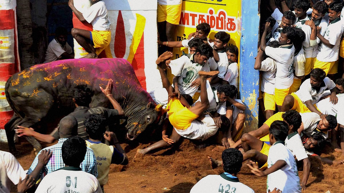 A file photo of a Jallikattu game in progress. (Photo: PTI)