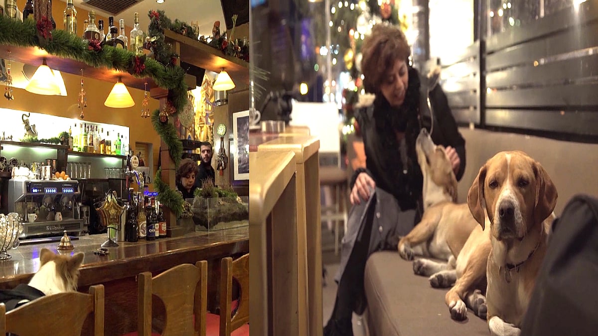 This cafe opens its doors to stray dogs during winter. (Photo: AP)