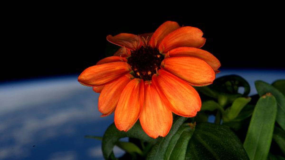 Zinnia plant from the ISS put out in the sun for the first time. (Photo: Twitter/<a href="https://twitter.com/StationCDRKelly/status/688802200458407940/photo/1?ref_src=twsrc%5Etfw">StationCDRKelly</a>)