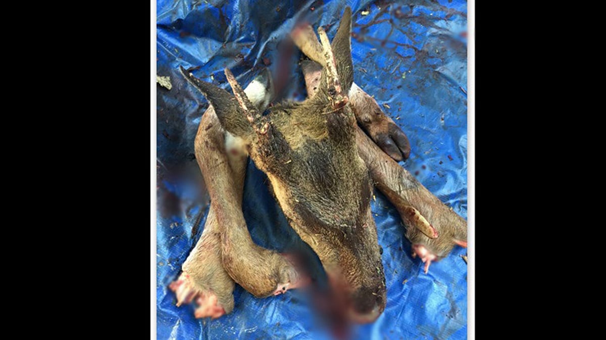 Two security guards reportedly killed a deer at Hyderabad Central University. (Photo Courtesy: The News Minute)