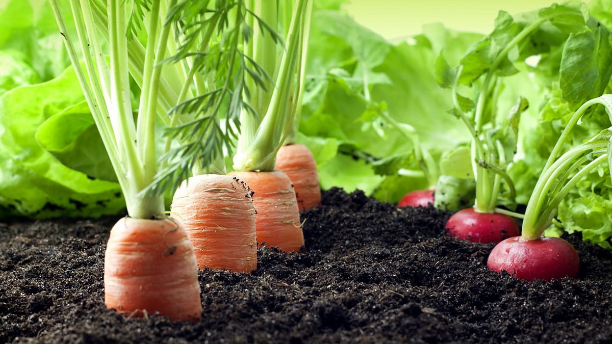 75,000 hectares of agricultural land was gradually converted to certified organic land. (Photo: Vastu Vihar Biotech’s <a href="https://www.facebook.com/vvbiotech">Facebook Page</a>)
