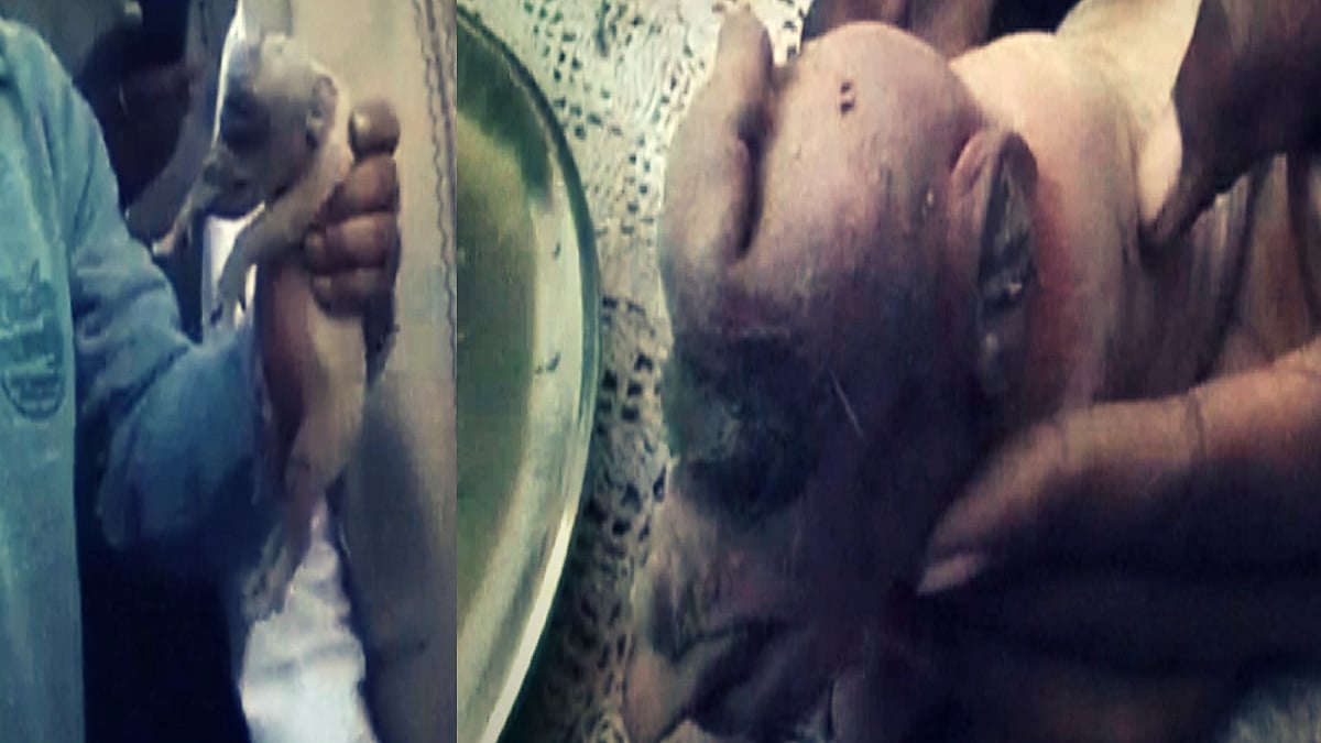 A pig gave birth to an elephant-like baby at Uttarakhand’s Khatima village. (Photo: ANI)