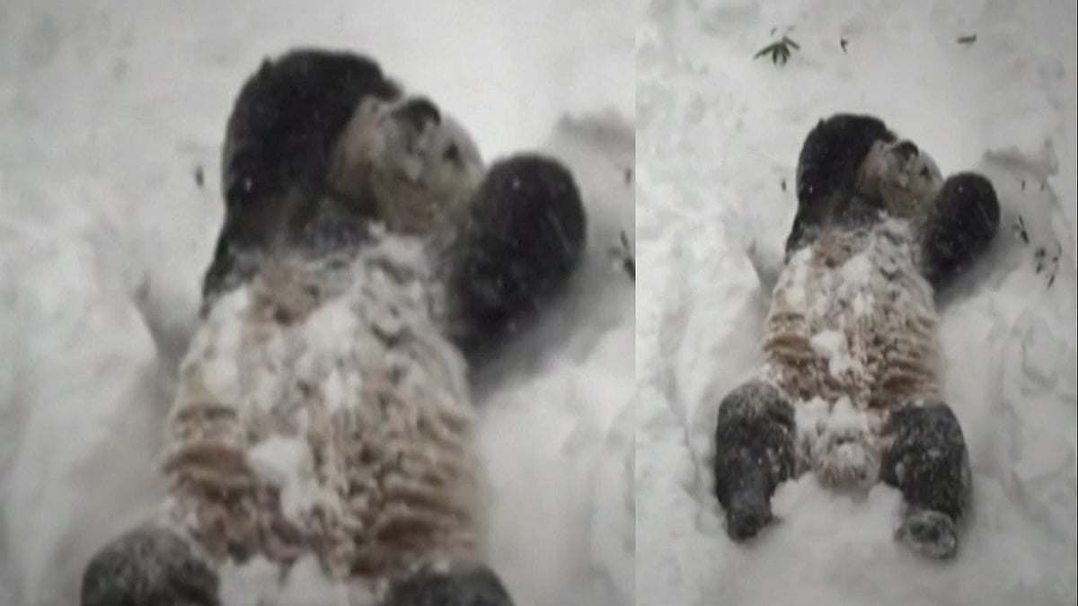 Male giant panda Tian Tian woke up to fresh snowfall at Washington DC’s Smithsonian National Zoo. (Photo: AP screengrab)