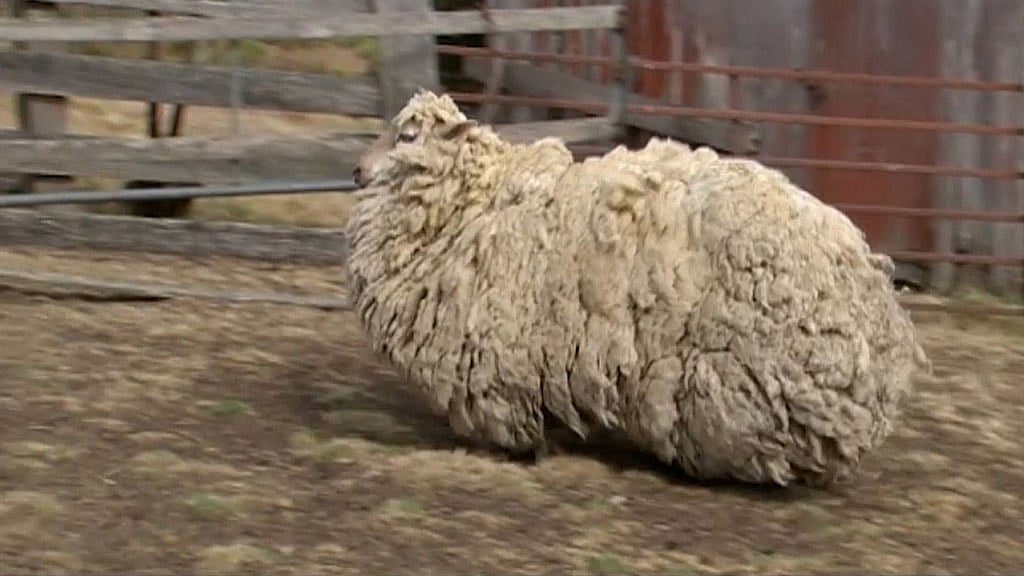 A sheep which was found with a massive overgrown fleece gets her first trim in six years. (Photo: AP screengrab)