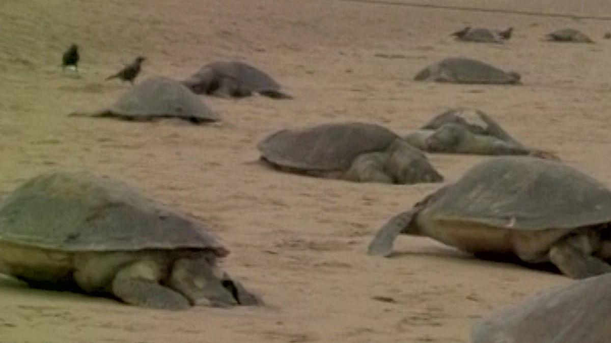 Carcasses of over 150 Olive Ridley turtles and a bottlenose dolphin washed ashore on the beaches of Puri. (Photo: ANI screengrab)
