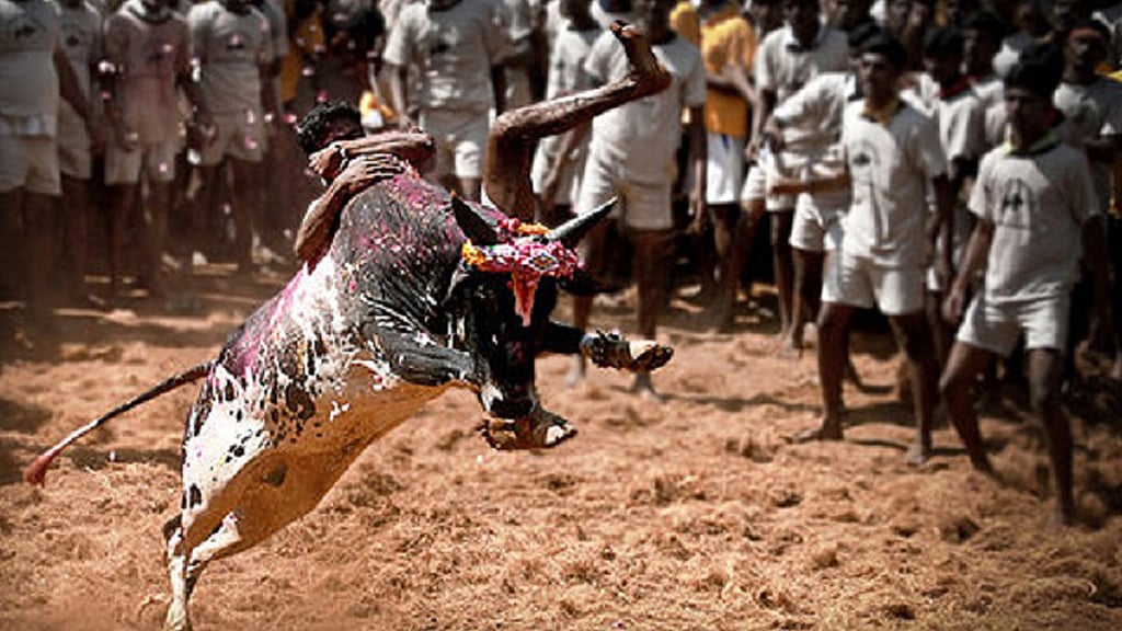 Jallikattu has claimed over 15 lives in under three months in Tamil Nadu. (Photo Courtesy: <i>The News Minute</i>)