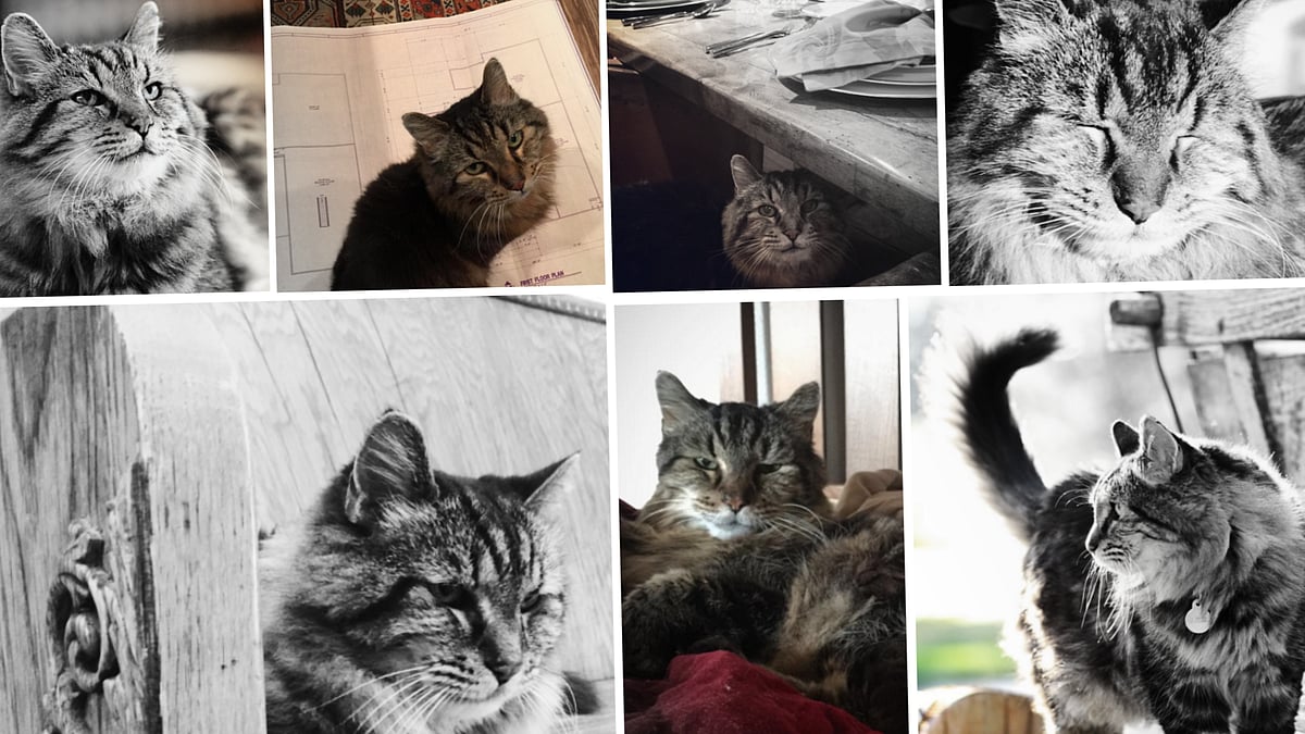 Meet 26-year-old Corduroy, the world’s oldest living cat. (Photo: AP)