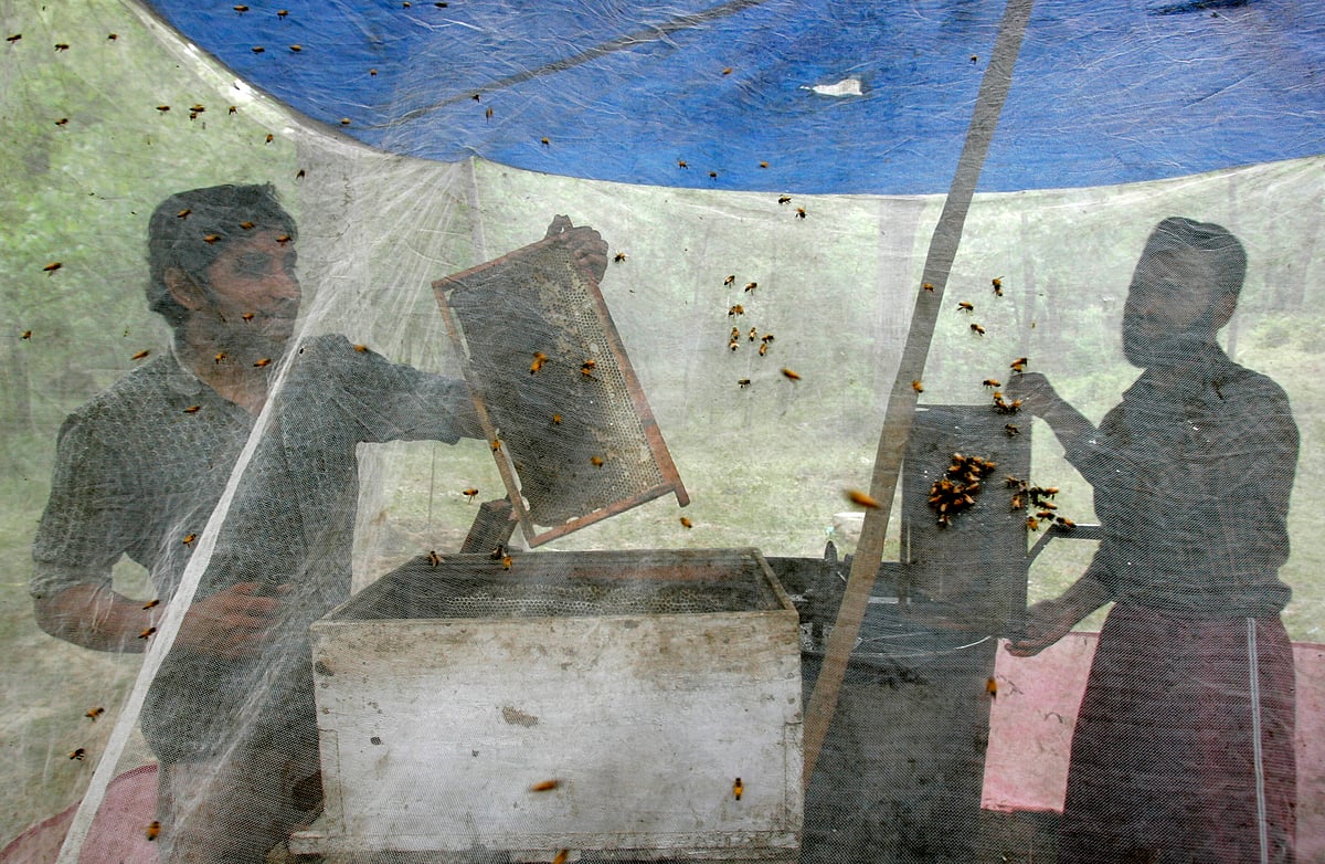 Beekeepers check colonies of honey bees in Panzoo, about 45 km south of Srinagar. (Photo: REUTERS/Danish Ismail)