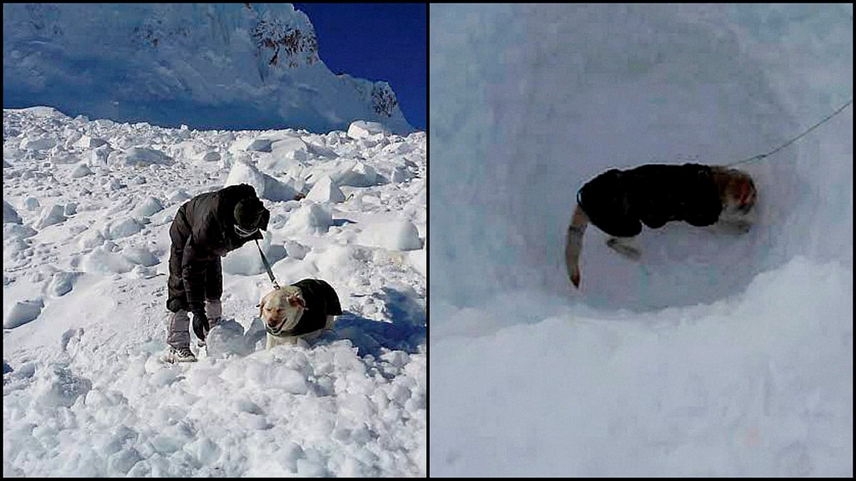 Dot and Misha, two canines who were part of the Siachen avalanche rescue team. (Photo: PTI)