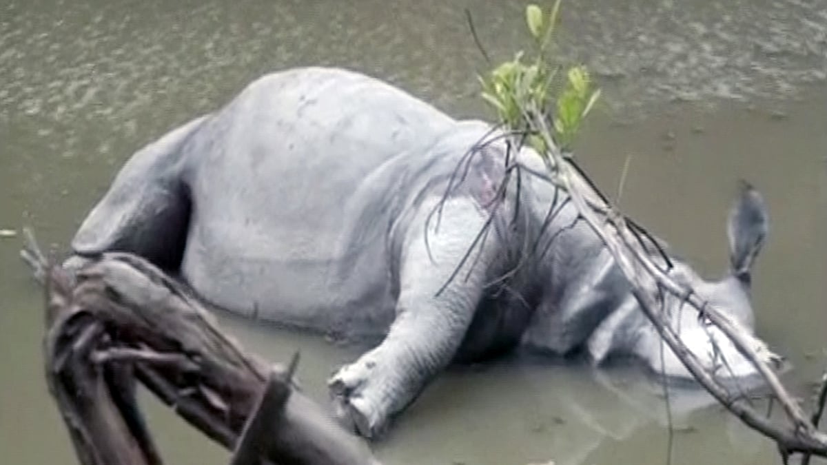 File photo of the carcass of a rhino that was killed by poachers. (Photo: ANI)