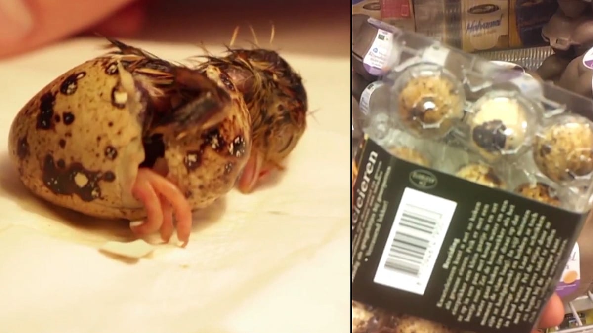 A man who incubated a box of twelve supermarket quail eggs in the hope one would hatch was stunned to discover one did. (Photo: AP screengrab)