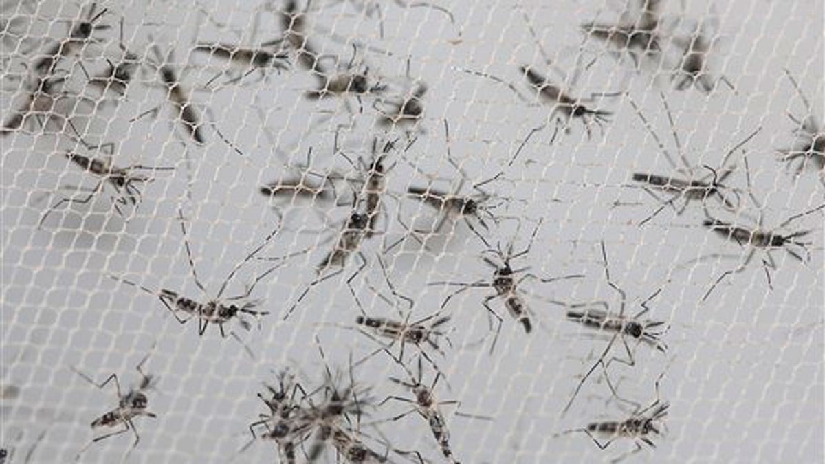 Aedis Aegypti mosquitoes, vectors of the deadly Zika virus.&nbsp;