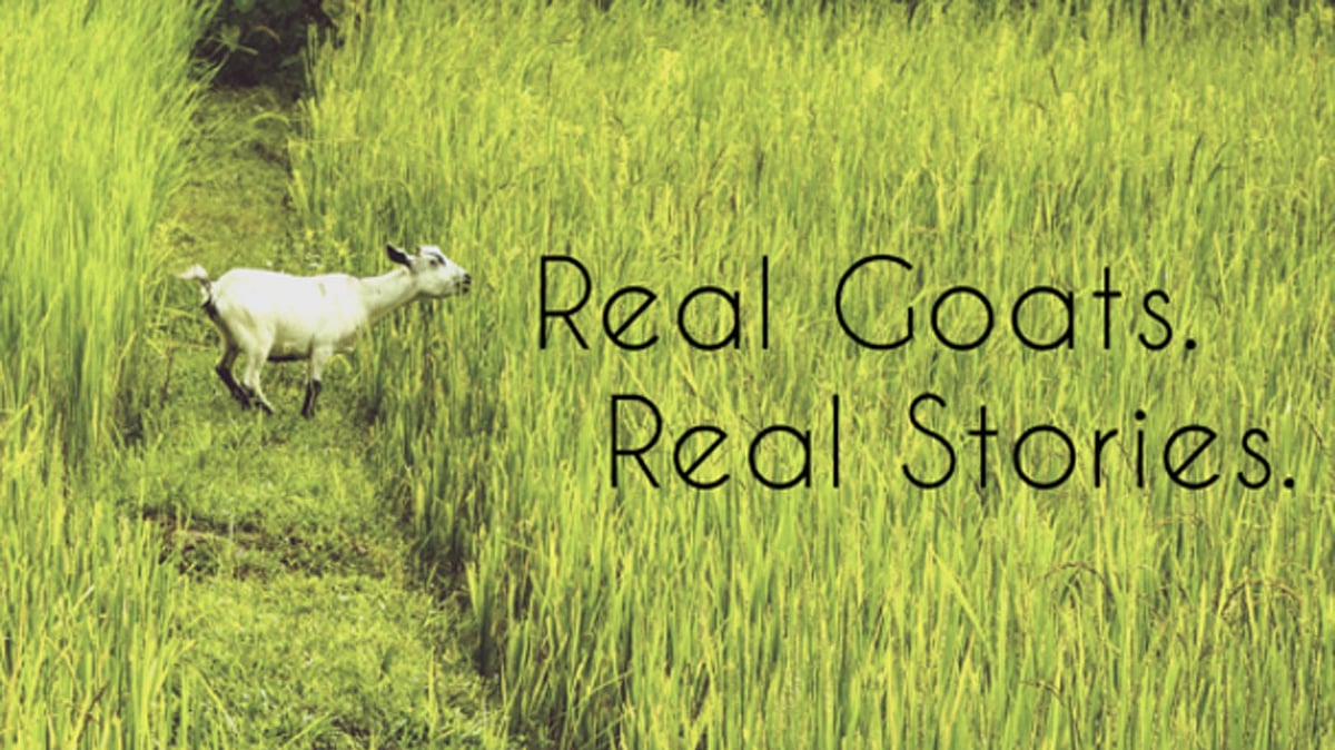 (Photo: Facebook/<a href="https://www.facebook.com/realgoatstoriesbd/photos_stream">Goats of Bangladesh</a>)
