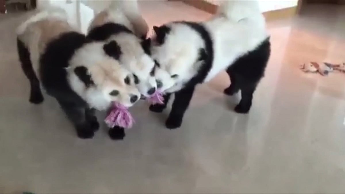 Three adorable dogs have become an online hit, thanks to their unusual panda-like markings. (Photo: AP screengrab)