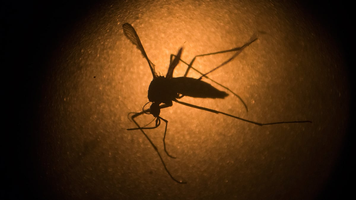 The new vaccine protects mice and non-human primates from disease when exposed to the virus. (Photo: AP)