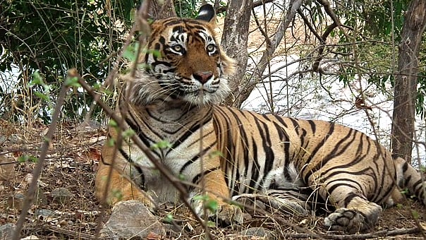 Ustad, or T-24, has allegedly attacked at least four people (Photo Courtesy: <a href="http://www.ranthamborenationalpark.com/blog/">Ranthambore National Park</a>)