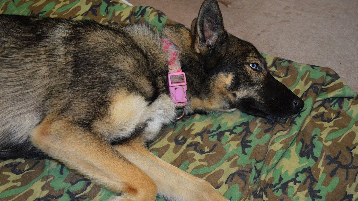 Luna is a blue-eyed German shepherd-husky mix. (Photo: <a href="https://www.facebook.com/NavalBaseCoronado/photos/pb.158204303897.-2207520000.1458292685./10153922187408898/?type=3&theater">Facebook</a>)