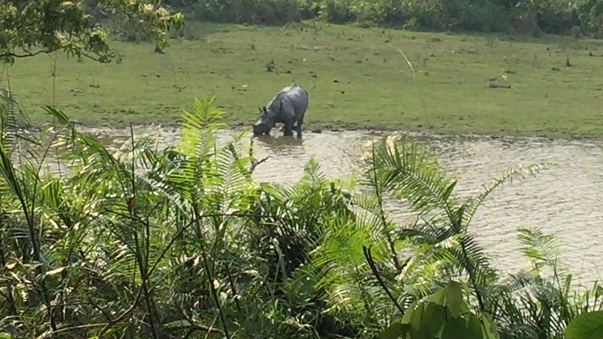 The great one-horned rhino is the reason for the livelihood of the people staying in and around the Kaziranga National Park. (Photo: <b>The Quint</b>)