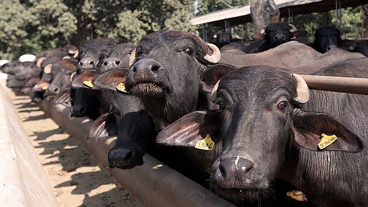 Buffaloes in local market. (Photo: PTI)