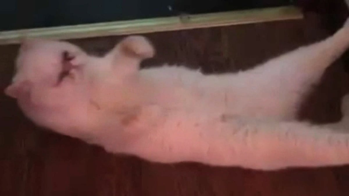 Cat in China does sit-ups. (Photo: Newsflare screengrab)