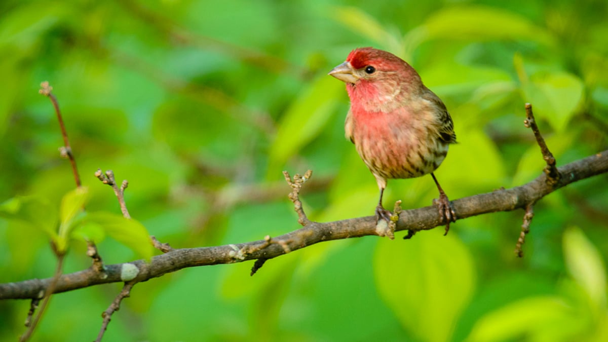 March 20th is World Sparrow Day. (Photo: iStock)