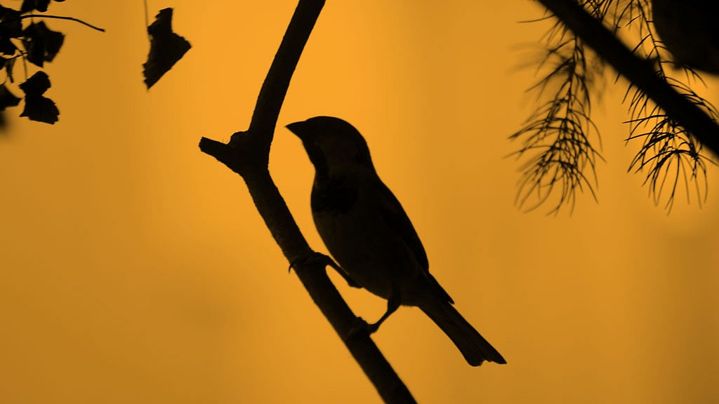 20 March is celebrated as World Sparrow Day. (Photo: Mohammed Dilawar)