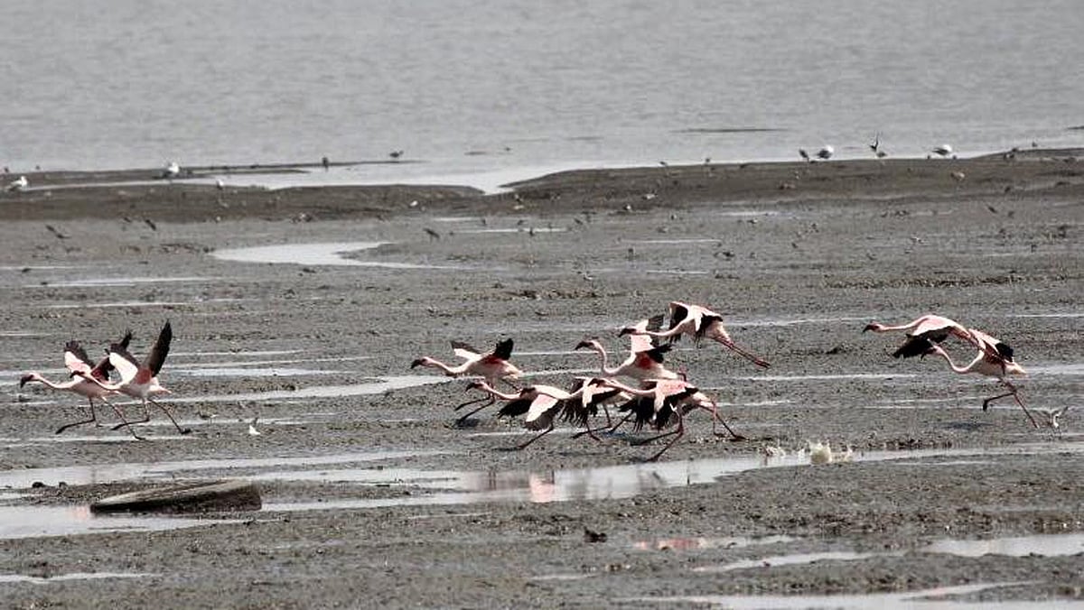 The Flamingo Festival in the Sewri mudland flats of Mumbai was organised by the Natural History Society (BNHS) on Saturday, 5 March 2016. (Photo: Sandeep Tejpal Shroff)