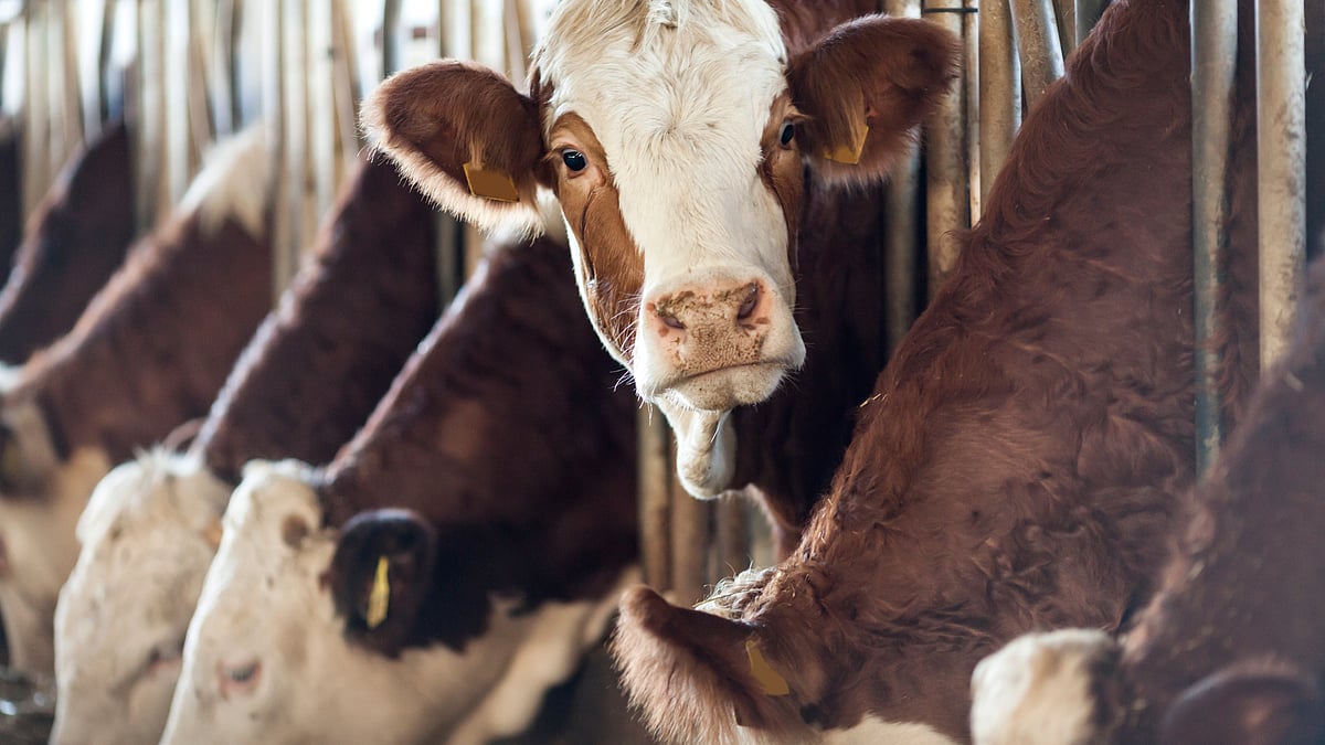 <div class="paragraphs"><p>We should be cognizant of the dark side of animal agriculture as it is not just an animal welfare issue but also an environmental and human health concern.</p></div>