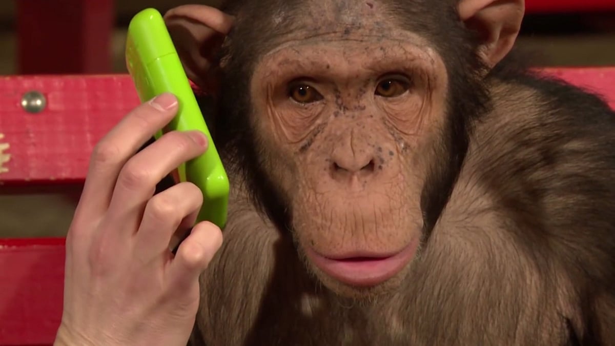 Watch this hilarious video as some baffled chimps go nuts for amazing iPad magic tricks. (Photo: AP/Caters News screengrab)
