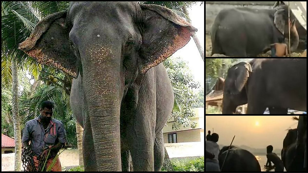 The 85-year-old Dakhshayani was a gift from the royal family of Travancore to Travancore Devaswom Board. (Photo Altered by <b>The Quint</b>)