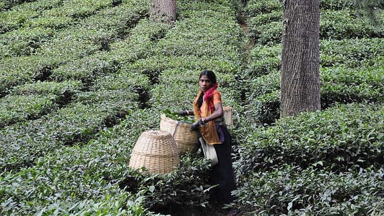 Tea plucker at an estate in Palampur. (Photo: <b>The Quint</b>)