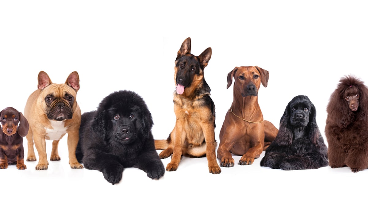 Pedigree dogs. (Photo: iStockPhoto)