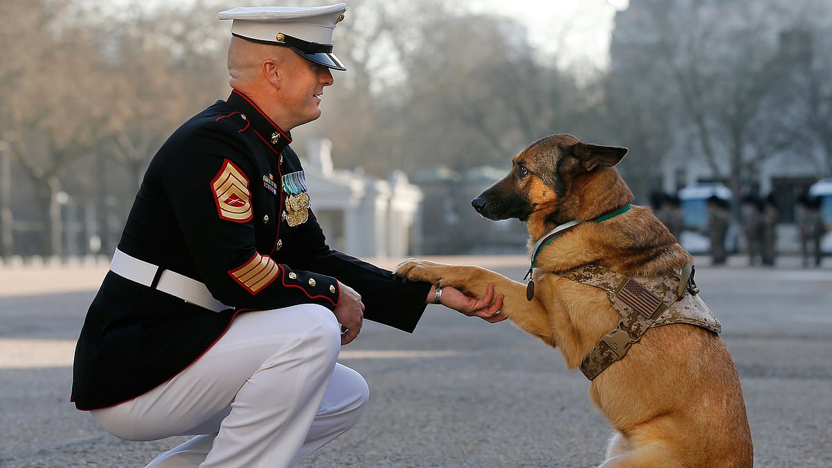 A US Marine Corps dog that protected thousands of troops has been honored with a prize for animals serving bravely in military conflict. (Photo: AP)
