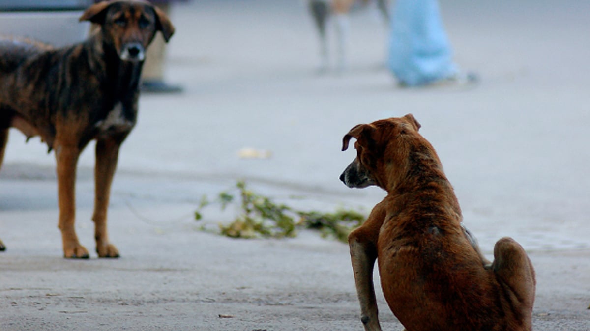 21 dogs and cats were allegedly poisoned in Pune. Image for representation only. 