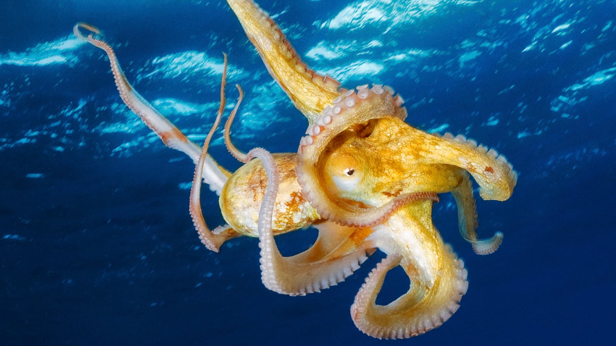 An octopus escaped from an aquarium in New Zealand. Image for representational purposes only (Photo: iStockphoto)