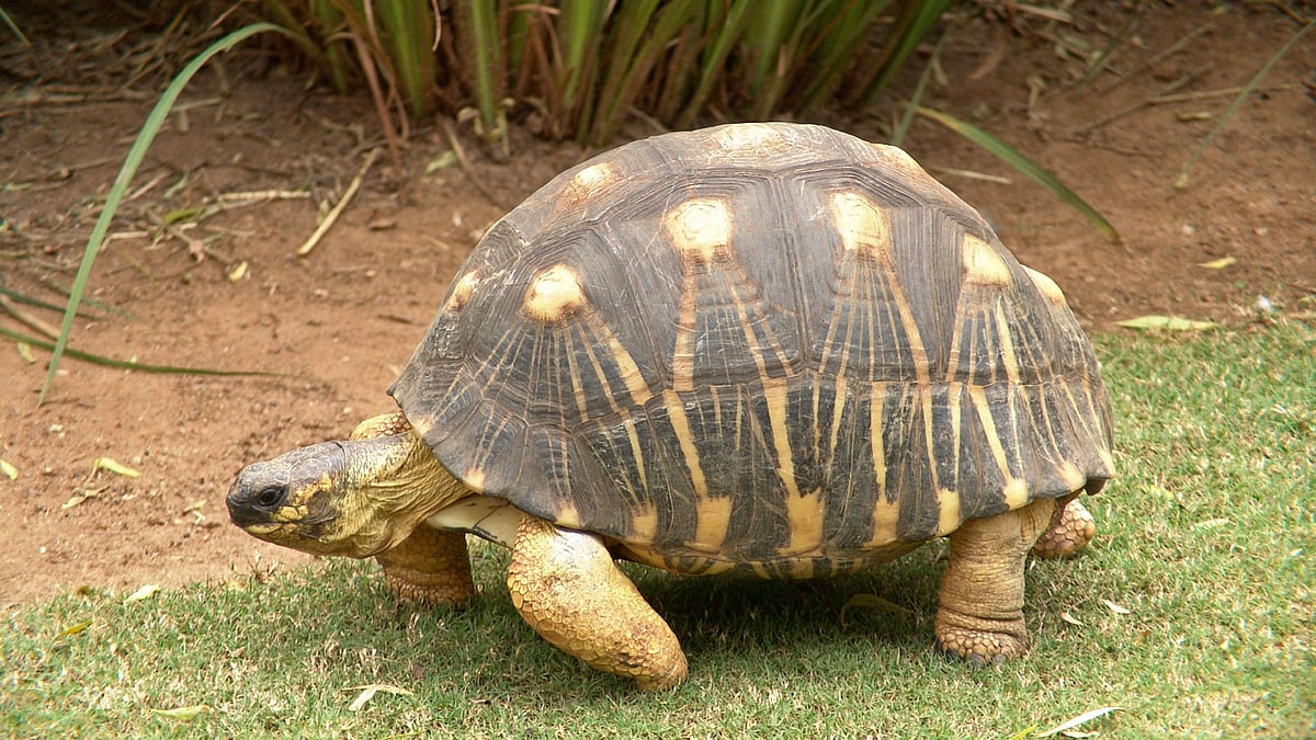 Malagasy Tortoise (Photo: iStock)