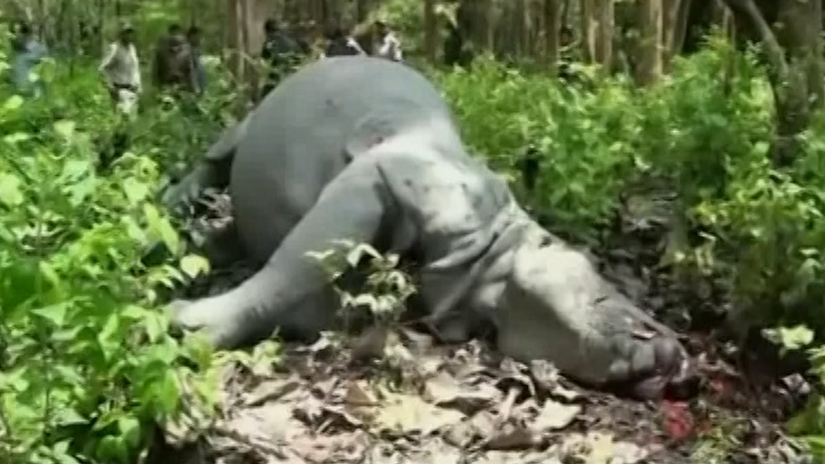 An empty cartridge of an AK-47 assault rifle used to kill the rhino was found at the spot. (Photo: ANI Screengrab) 