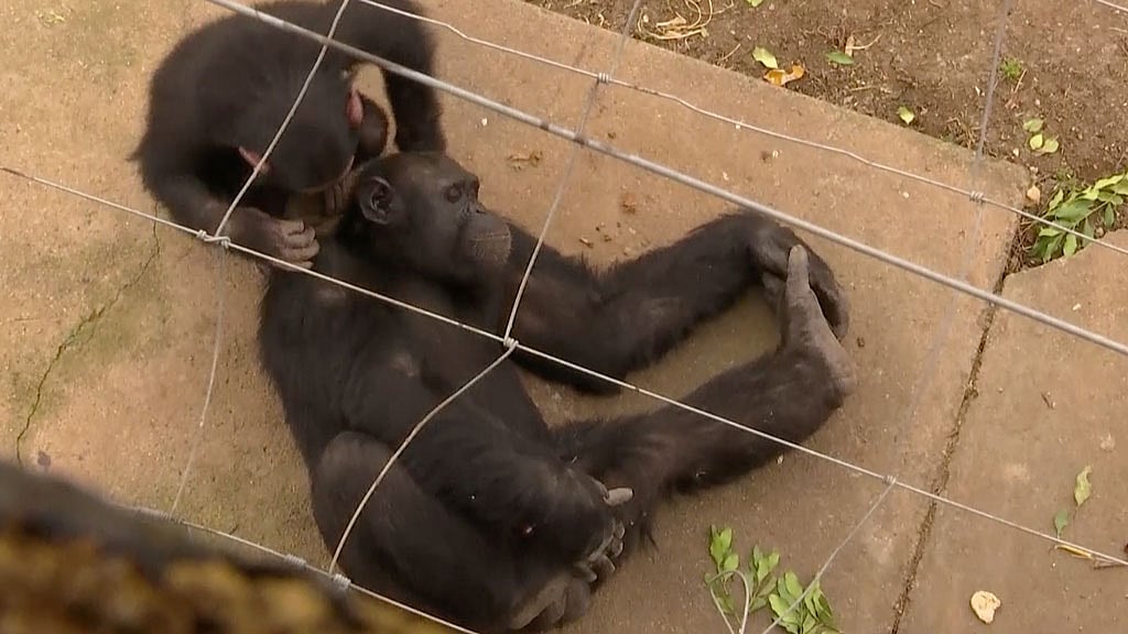 These chimpanzees are refugees who were abused, persecuted and orphaned in their range states. (Photo: AP horizons screengrab)